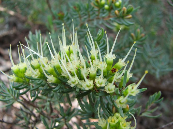 Homoranthus papillatus - Australian Native Plant