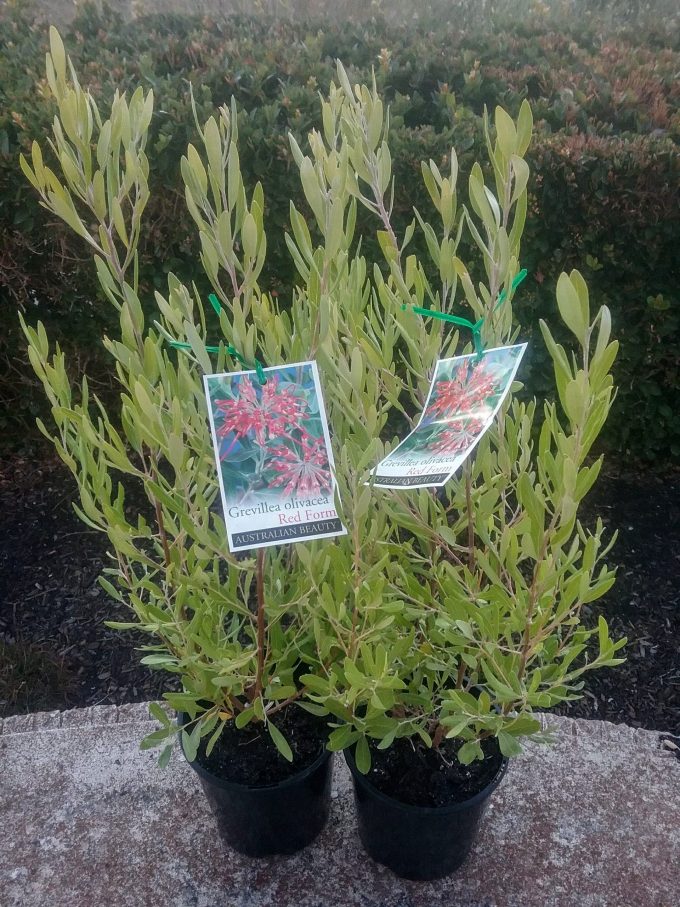 Grevillea olivacea red in 150mm pots for sale