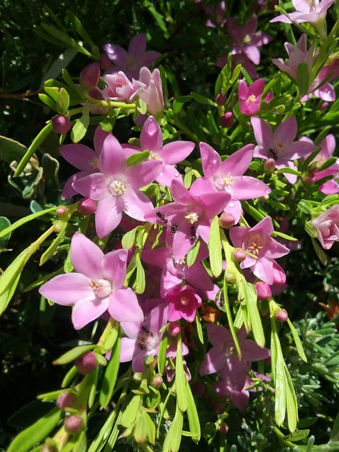 Crowea exalata - Long Flowering Australian Native Plant