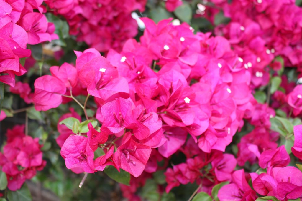 Bougainvillea Magenta Glory in 150mm Advanced Pot Trigg