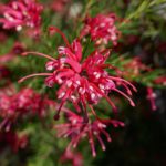 Grevillea Clearview David - Hardy Australian Native Plant