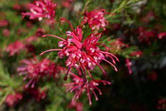Grevillea Clearview David - Hardy Australian Native Plant