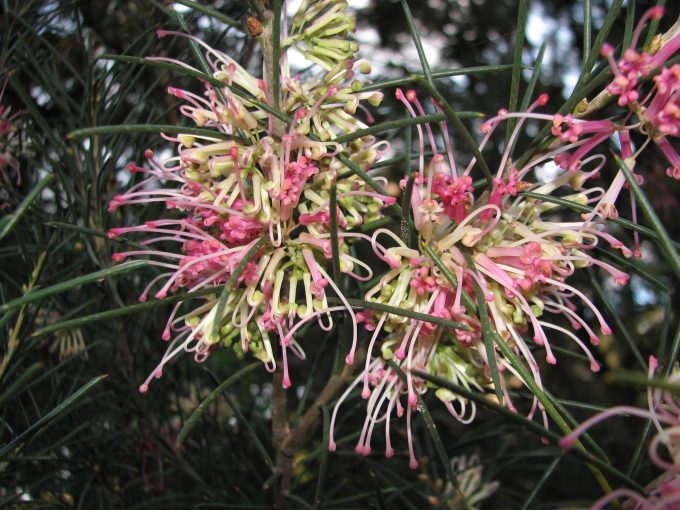 Hakea verrucosa - Australian Native Plant