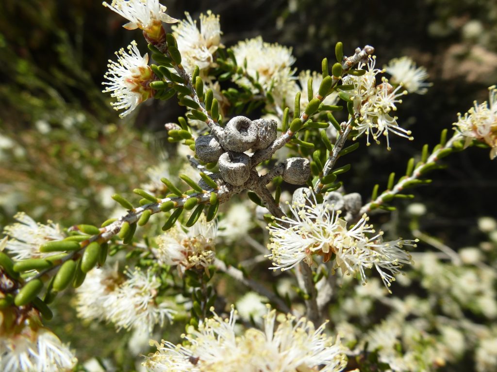 Melaleuca halmaturorum in 50mm Forestry Tube Trigg Plants