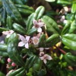 Zieria prostrata - Australian Native Plant