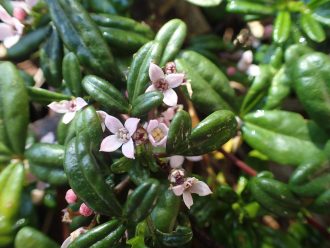 Zieria prostrata - Australian Native Plant