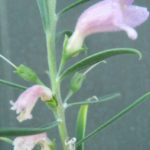 Eremophila longifolia x scoparia