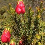 Darwinia lejostyla - Australian Native Plant