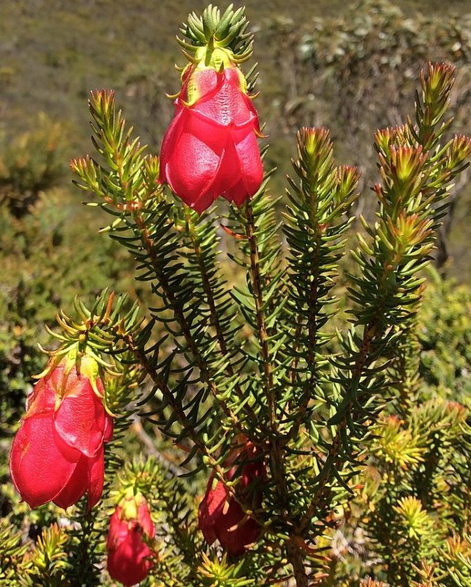 Darwinia lejostyla - Australian Native Plant