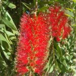 Callistemon viminalis Wildfire - Australian Bottle-brush