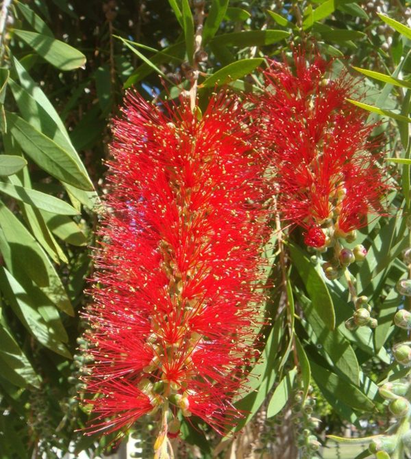 Callistemon viminalis Wildfire in 75mm Supergro Tube – Trigg Plants