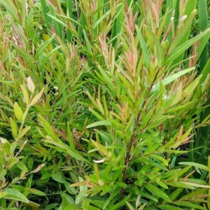 Austromyrtus Copper Tops - Australian Native Plant
