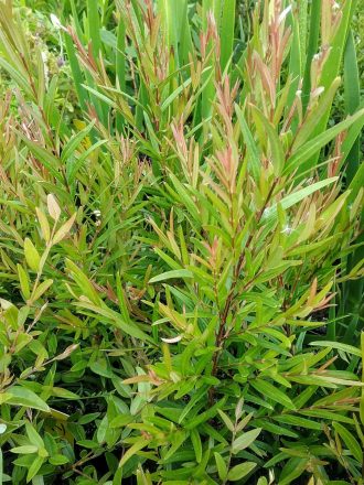 Austromyrtus Copper Tops - Australian Native Plant