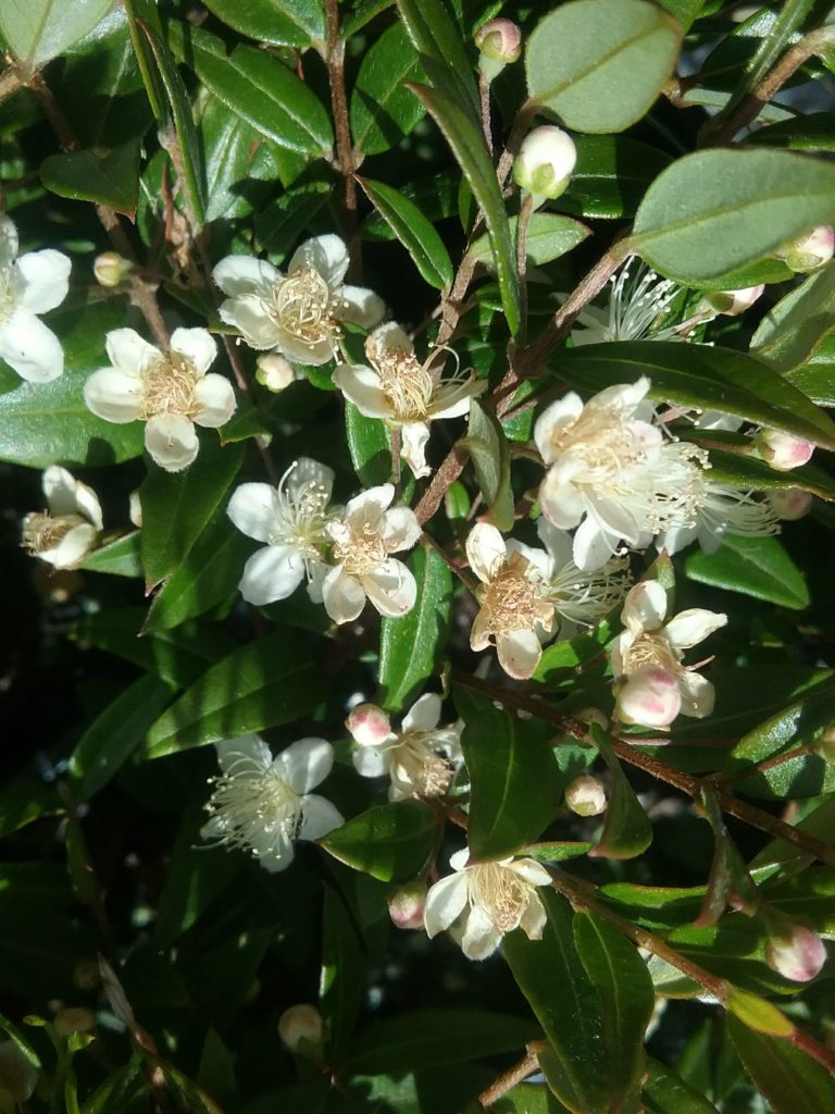 Austromyrtus dulcis in 68mm Super Tube – Trigg Plants