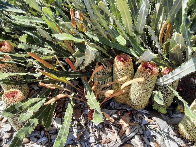 Banksia petiolaris Australian native plant