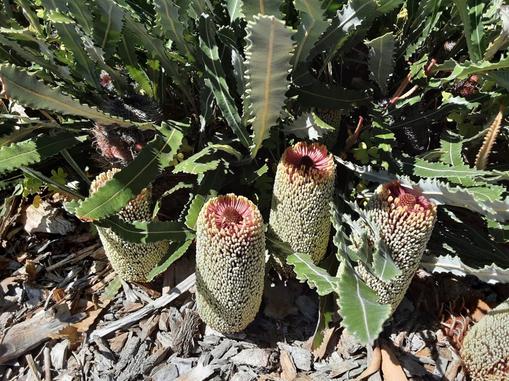 Banksia petiolaris - Australian Native Plant