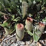 Banksia petiolaris - Australian Native Plant