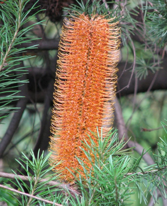 Banksia Giant Candles in 50mm Forestry Tube