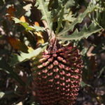 Banksia aculeata - Australian Native Plant