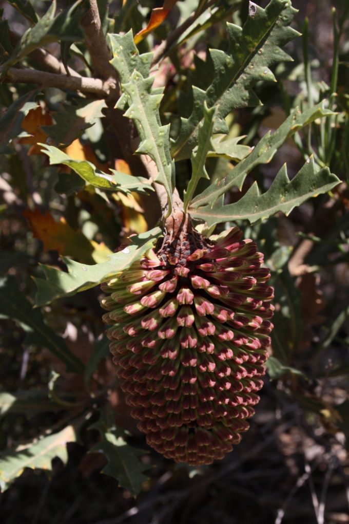Banksia  aculeata in 50mm Forestry Tube