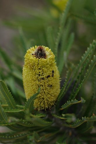 Banksia attenuata dwarf form Australian native plant