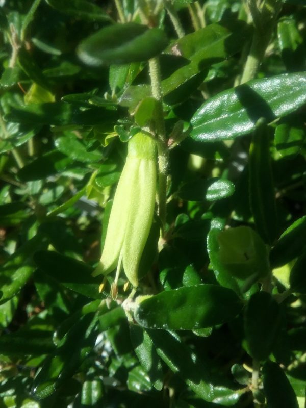 Correa glabra var leucoclada in 75mm Supergro Tube – Trigg Plants