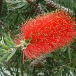 Callistemon rigidus - Hardy Australian Native Plant