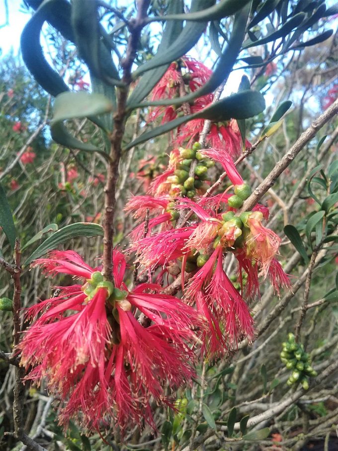 Calothamnus homalophyllus Australian native plant
