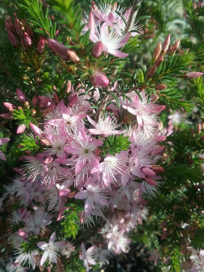 Calytrix tetragona pink - Small Australian Native Plant