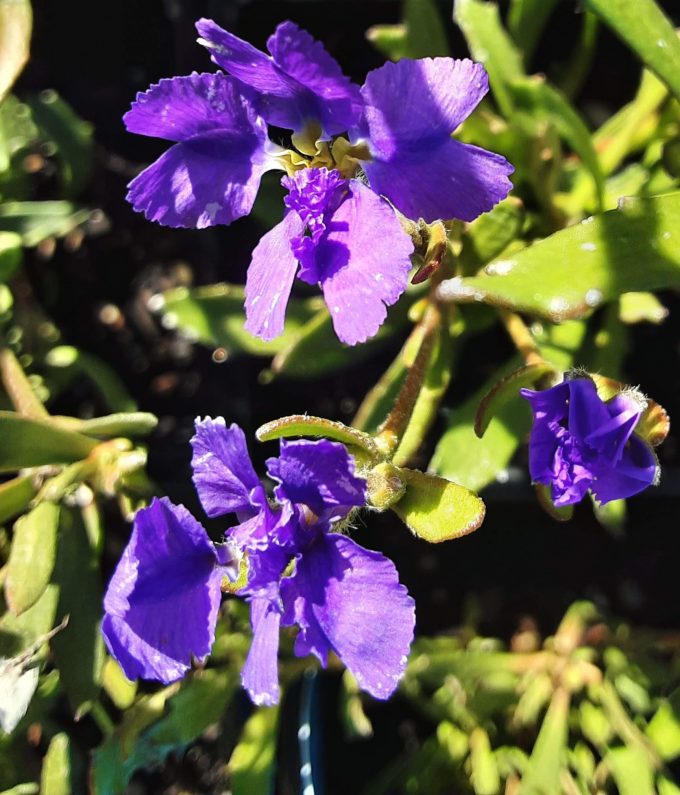 Dampiera linearis purple - Australian Native Plant