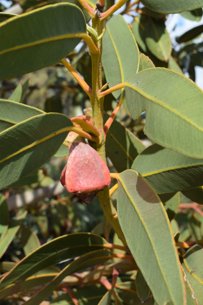 Eucalyptus brandiana - rare Australian native plant