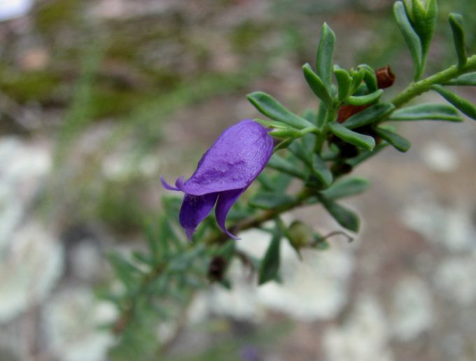 Eremophila weldii - Hardy Small Australian Native Plant