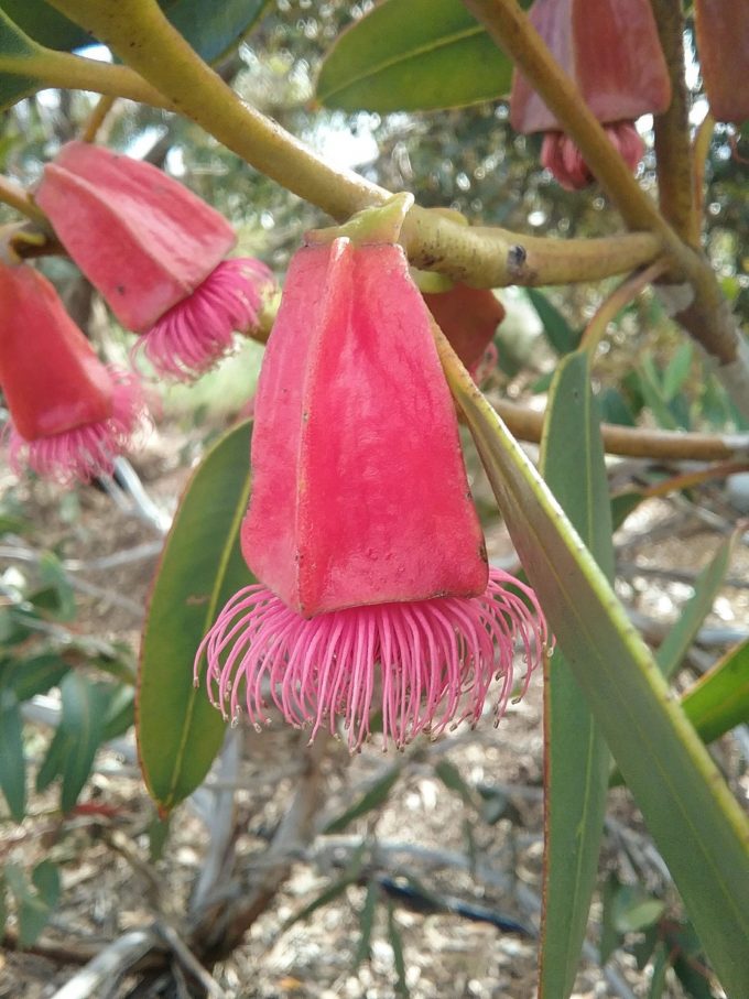 Eucalyptus brandiana -Very Rare Australian Eucalyptus Tree