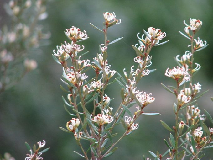 Grevillea australis - Australian Native Plant