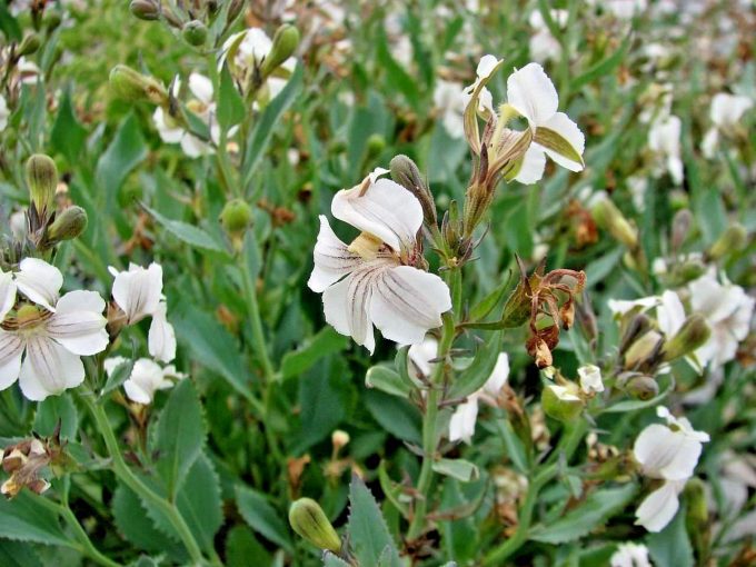 Goodenia albiflora - Australian Native Plant