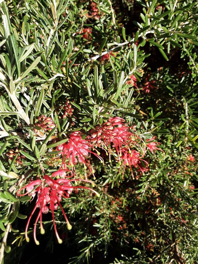 Grevillea exposita - Australian Native Plant