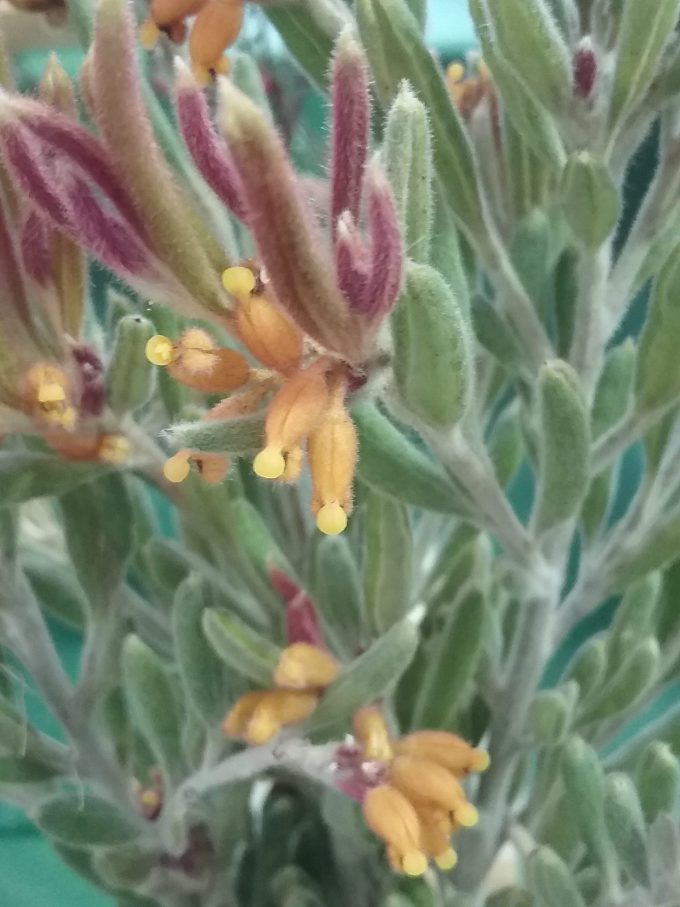 Grevillea fuscolutea -Rare and Vulnerable Australian Native Plant