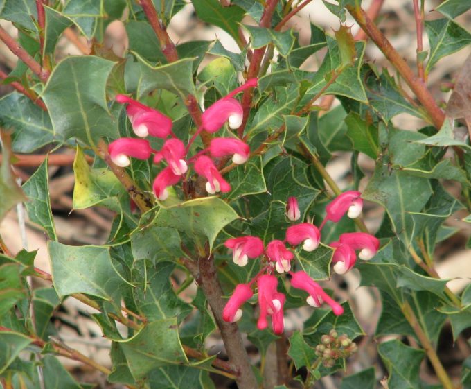Grevillea insignus - Australian Native Plant