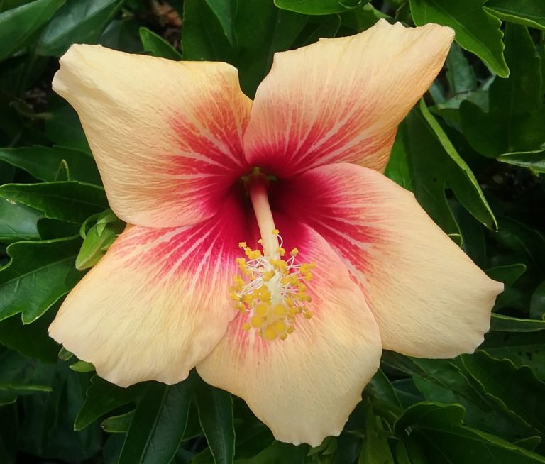 Hibiscus Cuban Variety in 68mm Super Tube – Trigg Plants