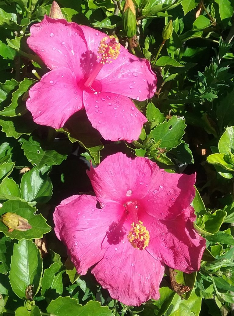 Hibiscus Hawaiian Skies in 68mm Super Tube Trigg Plants