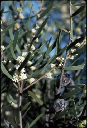 Hakea cygna - Australian Native Plant