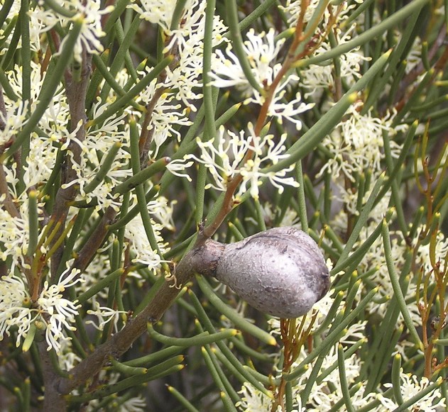 Hakea newbeyana - Hardy Australian Native Plant