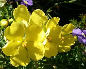 Hibbertia obtusifolia - Prostrate Australian Native Plant