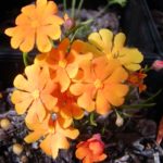 Hibbertia stellaris- Australian Native Plant
