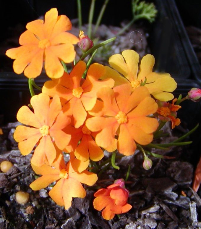 Hibbertia stellaris- Australian Native Plant