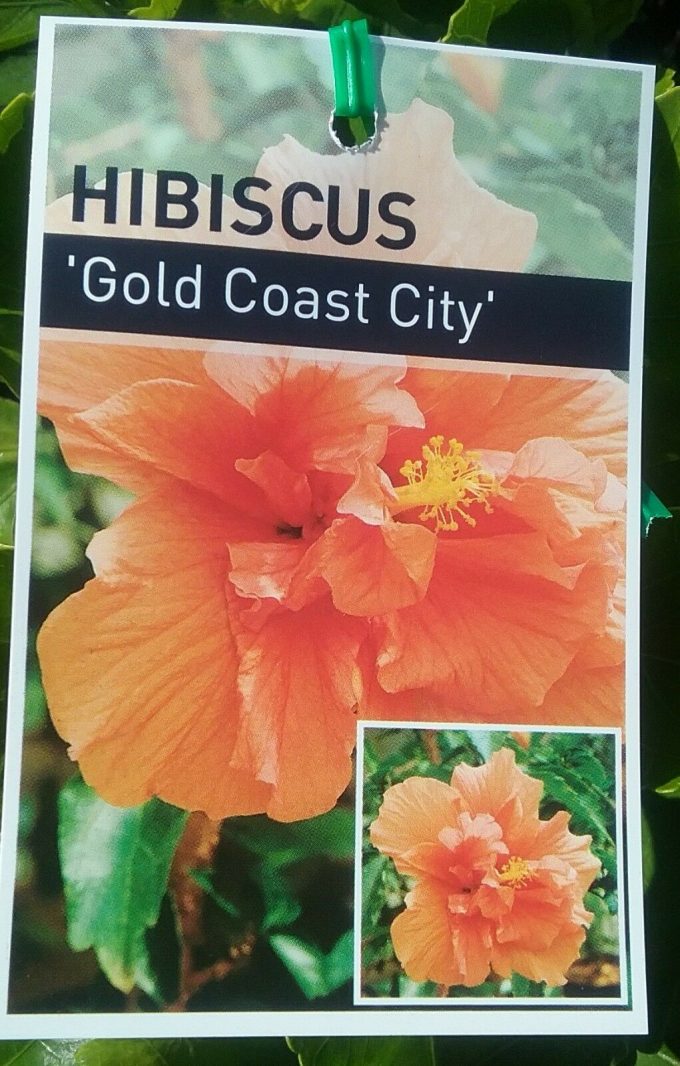 Hibiscus Gold Coast City Label