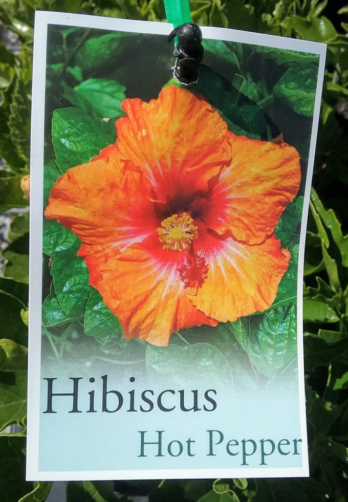 Hibiscus Hot Pepper