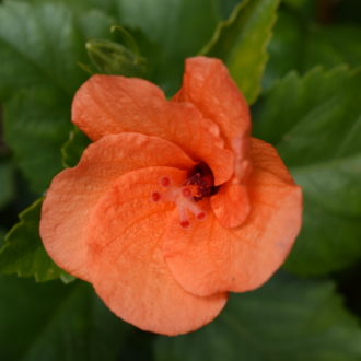 Trigg Plants – Quality Native Perennial and Succulent Plants