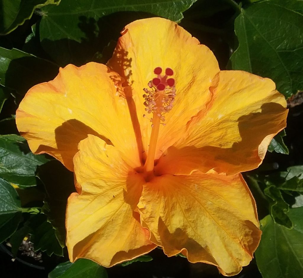 Hibiscus Ritzy in 75mm Supergro Tube – Trigg Plants