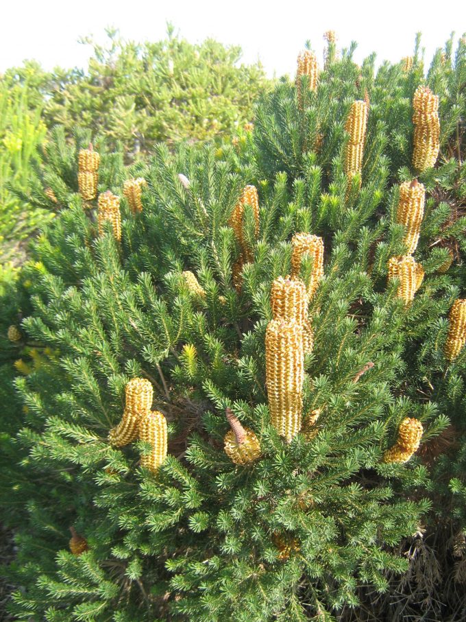 Banksia ericifolia dwarf - Australian Native Plant